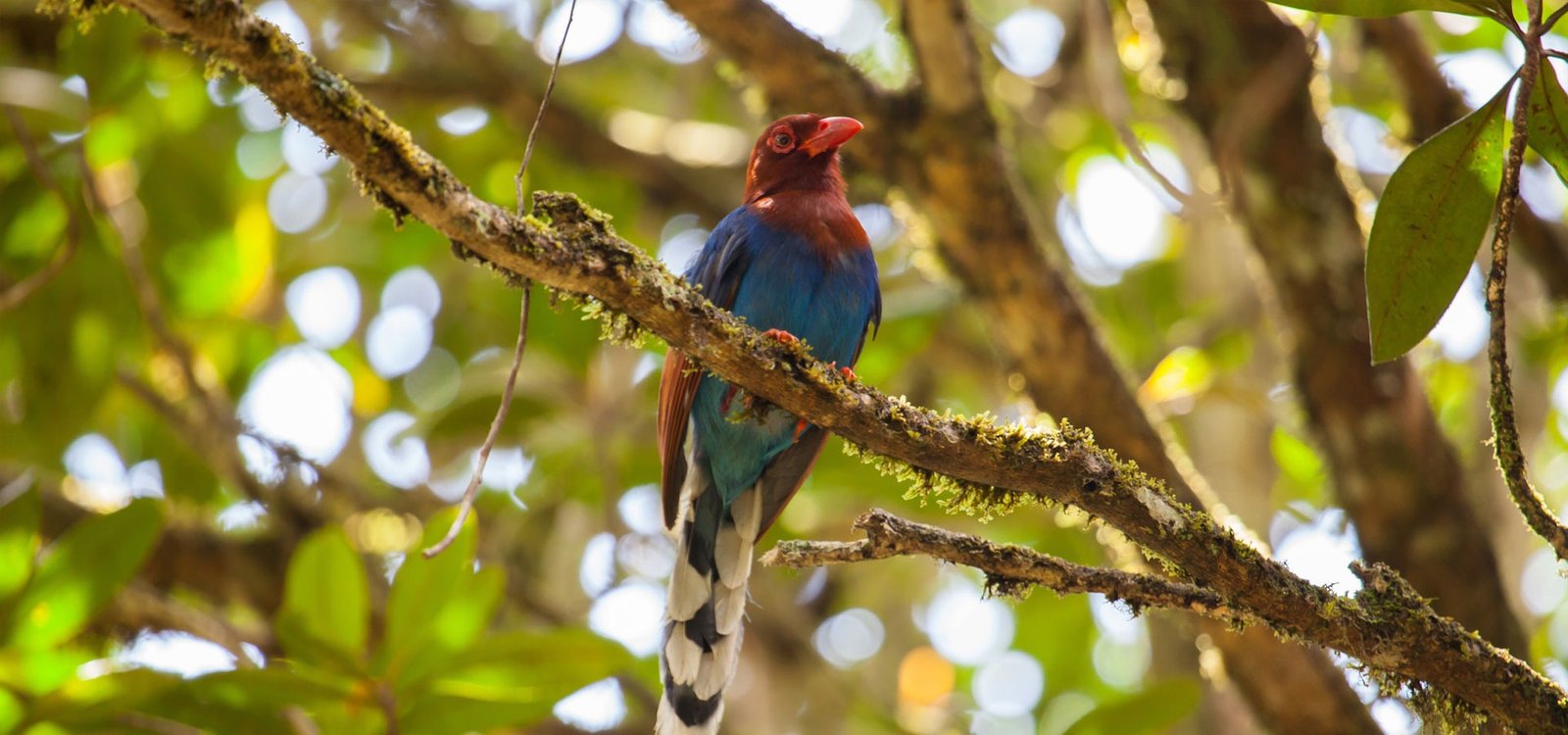 Wings of Paradise: The Ultimate Birding Trail